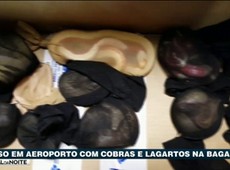 Homem é preso com cobras e lagartos na bagagem