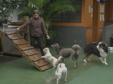 Bom pra cachorro: Como enriquecer o ambiente do pet