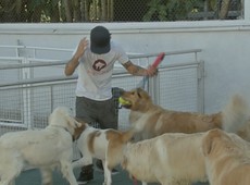 Bom pra Cachorro: Dicas para quem pensa em ter um pet