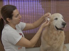 Cachorros também precisam de cuidados dermatológicos