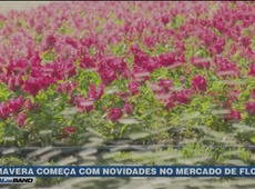 Primavera começa com novidades no mercado de flores