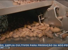 Brasil amplia cultivos para produção da noz-pecã