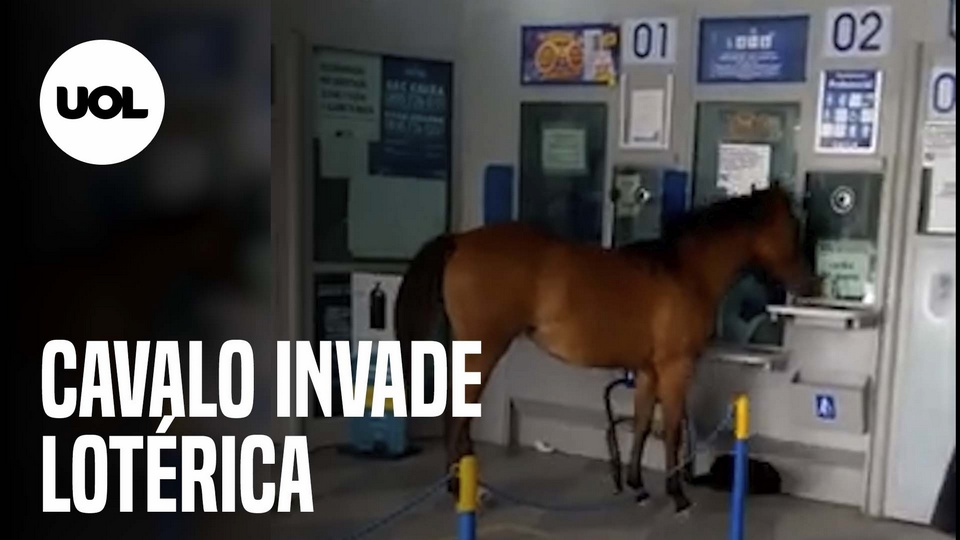 Cavalo invade lotérica, assusta clientes e vira piada na cidade de Cuité,  na PB; veja vídeo, Paraíba