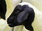 Nova raça de ovino é apresentada na Feinco 2011