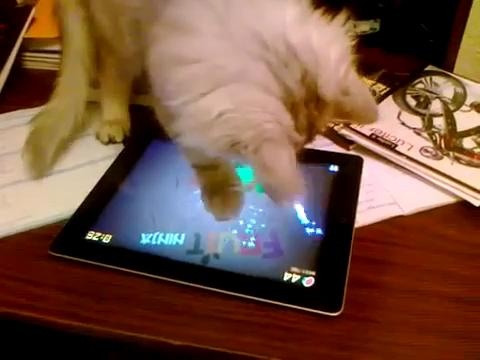 Gato brinca com Fruit Ninja no iPad