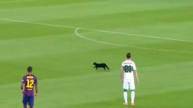Gato preto invade campo durante Santos e Atlético-MG; veja