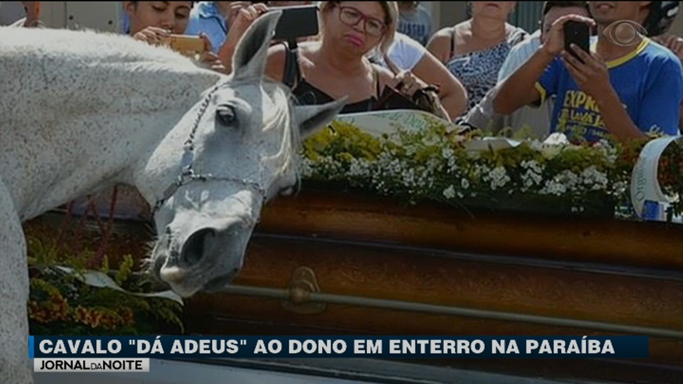 Reação de cavalo no enterro do dono comove internautas 
