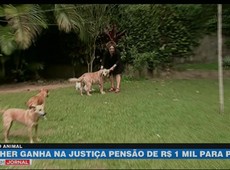 Mulher ganha na Justiça pensão de R$ 1 mil para pets
