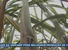 Estudo da Unicamp pode melhorar produção de cana
