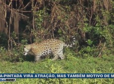 Onça-pintada vira atração no Mato Grosso