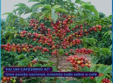Conheça a história e curiosidades do café