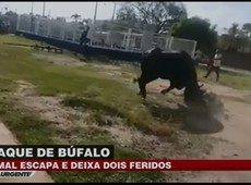 Búfalos escapam e deixam dois feridos no Pará