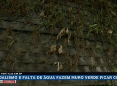 SP: Vandalismo e falta de água fazem muro verde ficar cinza