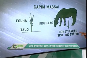 Capim Massai pode matar seu cavalo! 