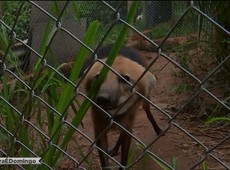 Ameaçado de extinção, lobo-guará volta à natureza