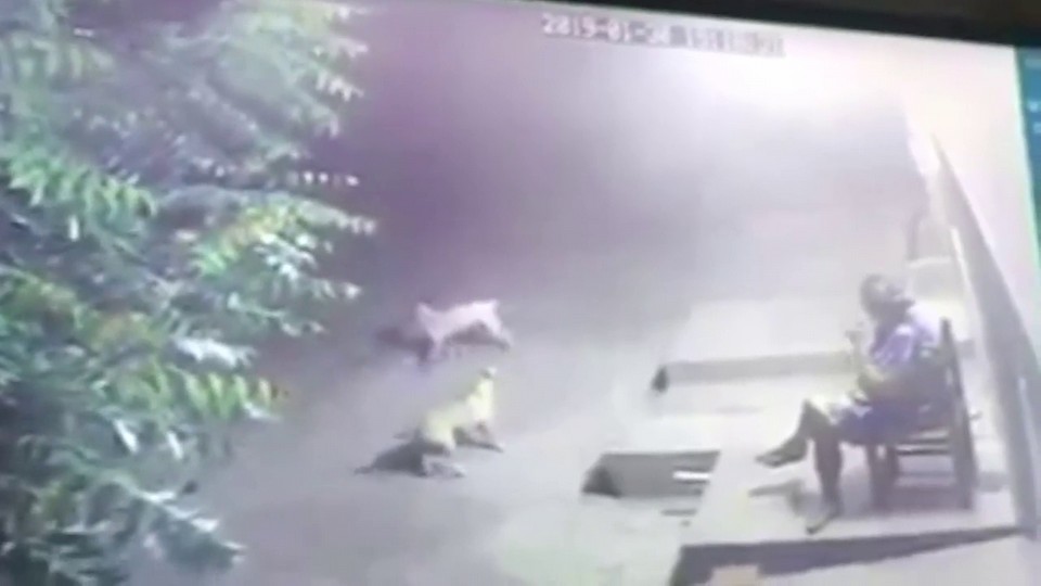 Homem usa cavalo para cometer assalto no Agreste; veja vídeo - 13/02 ...