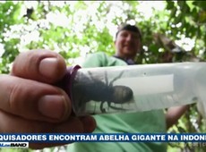 Pesquisadores encontram abelha gigante na Indonésia