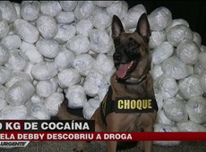Cadela Debby descobre mais de 200 quilos de drogas em SP