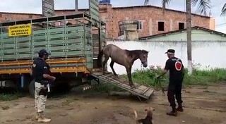PRF recolhe 23 cavalos abandonados em rodovias do Recife e Zona da Mata de  Pernambuco - Folha PE