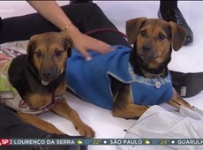 Saiba como acostumar os pets aos barulhos do cotidiano