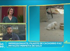 Filhote de cachorro faz imitação perfeita de galo