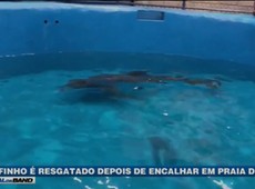 Golfinho é resgatado após encalhar em praia do litoral paulista