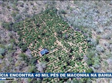 Plantação de maconha é encontrada no norte da Bahia