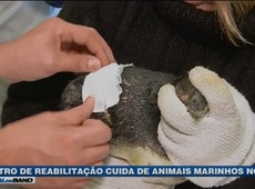 Centro de reabilitação cuida de animais marinhos no RS