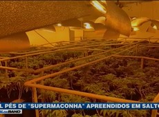 4 mil pés de “supermaconha” apreendidos em Salto, SP