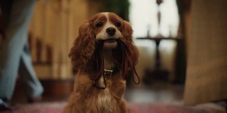 A Dama e o Vagabundo: Cão de nova live-action da Disney escapou da
