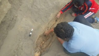 Peru localiza restos de crianças sacrificadas há 1.200 anos