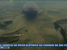 Nova espécie de peixe-elétrico dá choque de 860 volts