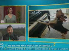 Catia se diverte com vídeo de cachorro tocando piano