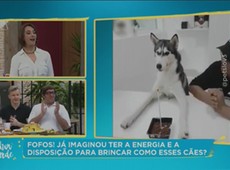 Confira alguns vídeos fofos de cachorros que viralizaram