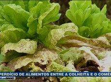 Desperdício de alimentos entre a colheita e o comércio