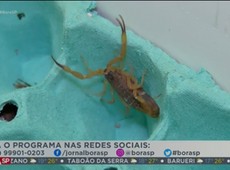 Entenda como tratar acidentes como escorpiões