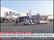 Megaoperação é montada para trazer elefanta ao Brasil