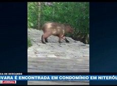 Capivara é encontrada em condomínio em Niterói no RJ