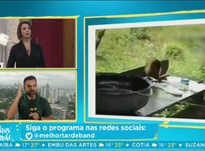 Impressionante: Macaco é flagrado lavando roupa
