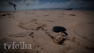 Pescadores de praias atingidas por �leo relatam queda de at� 80% nas vendas
