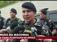 Polícia descobre plantação de maconha em mansão no Paraná