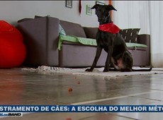 Adestramento de cães traz paz para dentro de casa