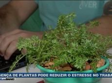 Presença de plantas pode reduzir o estresse no trabalho