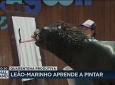 Leão-marinho aprende a pintar