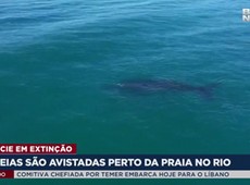 Baleias são avistadas perto da praia no Rio
