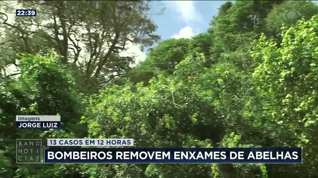 13 casos em 12 horas: Bombeiros removem enxames de abelhas Reprodução TV