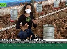 Frango caipira tem alimentação 100% vegetal