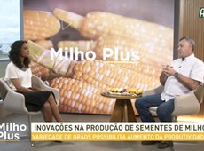 Milho Plus: inovações na produção de sementes de milho