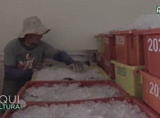 Aquicultura: desafios e oportunidades no cultivo de peixe financiado