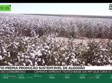 Desafio premia produção sustentável de algodão